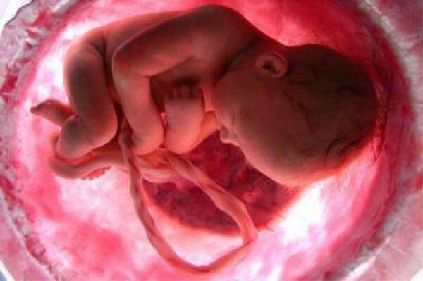 Desarrollo del bebé durante el embarazo – Trimestre a trimestre
