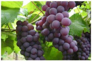 Historia de las uvas transgénicas